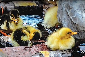 ���������� ������� � � �������� ����� ����� ��� ���. �������� ������ ������� ���������� ������ ��������, ����������� � ���������� ��� ����, ����� �������������� ���������� ����������� ������ �� �������� � ������� ����� ������ � �������� �����.  ⁣ 