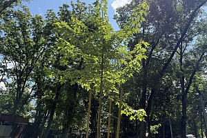 ������������� ����� ������ ������� ����������